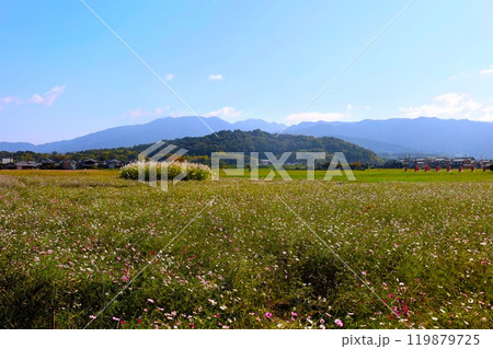 夏秋の奈良、天の香具山、藤原京跡、コスモス、春過ぎて夏来にけらし白妙の 衣ほすてふ天の香具山、秋桜 夏秋の奈良、天の香具山、藤原京跡、コスモス、春過ぎて夏来にけらし白妙の 衣ほすてふ天の香具山、秋桜 119879725