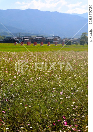 夏秋の奈良、天の香具山、藤原京跡、コスモス、春過ぎて夏来にけらし白妙の 衣ほすてふ天の香具山、秋桜 夏秋の奈良、天の香具山、藤原京跡、コスモス、春過ぎて夏来にけらし白妙の 衣ほすてふ天の香具山、秋桜 119879726
