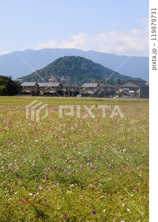 夏秋の奈良、天の香具山、藤原京跡、コスモス、春過ぎて夏来にけらし白妙の 衣ほすてふ天の香具山、秋桜 夏秋の奈良、天の香具山、藤原京跡、コスモス、春過ぎて夏来にけらし白妙の 衣ほすてふ天の香具山、秋桜 119879731