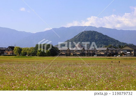 夏秋の奈良、天の香具山、藤原京跡、コスモス、春過ぎて夏来にけらし白妙の 衣ほすてふ天の香具山、秋桜 夏秋の奈良、天の香具山、藤原京跡、コスモス、春過ぎて夏来にけらし白妙の 衣ほすてふ天の香具山、秋桜 119879732