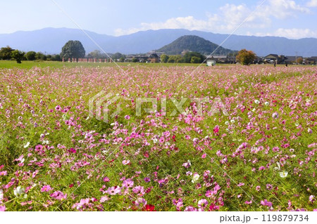 夏秋の奈良、天の香具山、藤原京跡、コスモス、春過ぎて夏来にけらし白妙の 衣ほすてふ天の香具山、秋桜 夏秋の奈良、天の香具山、藤原京跡、コスモス、春過ぎて夏来にけらし白妙の 衣ほすてふ天の香具山、秋桜 119879734