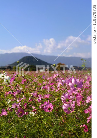 夏秋の奈良、天の香具山、藤原京跡、コスモス、春過ぎて夏来にけらし白妙の 衣ほすてふ天の香具山、秋桜 119879738
