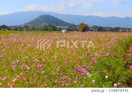 夏秋の奈良、天の香具山、藤原京跡、コスモス、春過ぎて夏来にけらし白妙の 衣ほすてふ天の香具山、秋桜 夏秋の奈良、天の香具山、藤原京跡、コスモス、春過ぎて夏来にけらし白妙の 衣ほすてふ天の香具山、秋桜 119879741