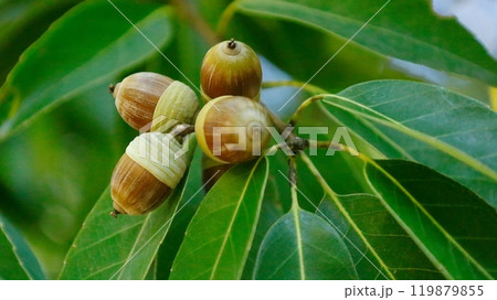 コピースペース：縦じま模様のアカガシのどんぐり 119879855