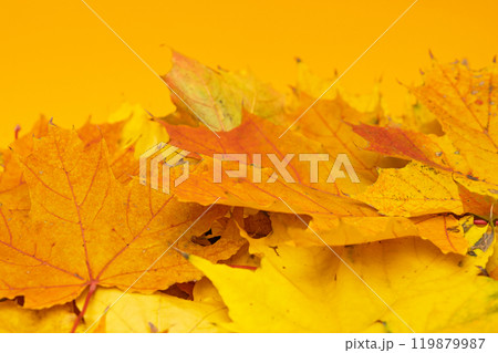 autumn maple leaves autumn maple leaves 119879987
