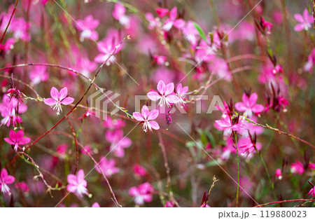 pink gaura flowers growing pink gaura flowers growing 119880023