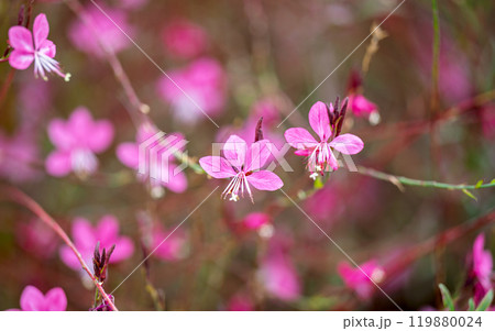 pink gaura flowers growing 119880024