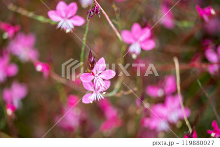 pink gaura flowers growing 119880027