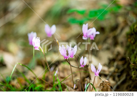 cyclamen flowers growing 119880028