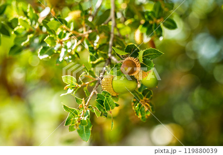 kermes oak with acorn kermes oak with acorn 119880039