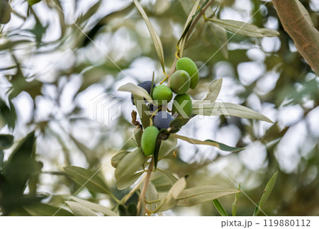 olives growing on a tree 119880112