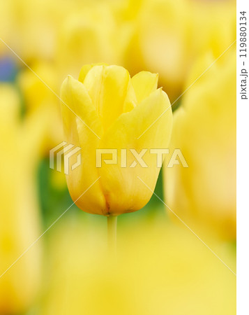 ふんわりした一輪の明るい黄色のチューリップの花のアップ 119880134