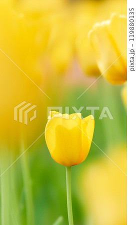 ふんわりした一輪の明るい黄色のチューリップの花のアップ 119880135