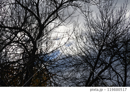 Bottom-up view green mangrove forest canopy. Natural carbon sink fight climate change. Sustainability in carbon-neutral ecosystems. Green and sustainable environment. Natural carbon 119880517