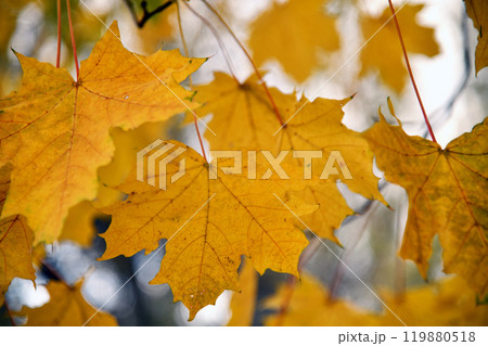 Bottom-up view green mangrove forest canopy. Natural carbon sink fight climate change. Sustainability in carbon-neutral ecosystems. Green and sustainable environment. Natural carbon Bottom-up view green mangrove forest canopy. Natural carbon sink fight climate change. Sustainability in carbon-neutral ecosystems. Green and sustainable environment. Natural carbon 119880518