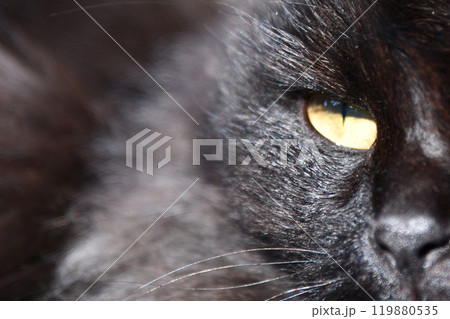 Black cat lay down and looking at camera lurking in the shadow halloween dark vibes Black cat lay down and looking at camera lurking in the shadow halloween dark vibes 119880535