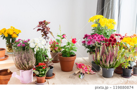 Planting fall flowers like chrysanthemums and heather and other in pots to brighten your balcony or terrace, adding seasonal color and warmth to your home is outdoor space Planting fall flowers like chrysanthemums and heather and other in pots to brighten your balcony or terrace, adding seasonal color and warmth to your home is outdoor space 119880874