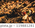 暖かな秋の彩り: 落ち葉と松ぼっくり 119881281