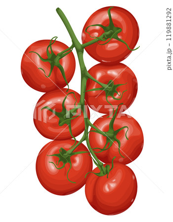 Vector illustration of a tomato vine with ripe, red tomatoes and green stems isolated on a white background. 119881292