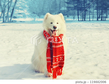 Happy white Samoyed dog with red scarf on snow in winter day Happy white Samoyed dog with red scarf on snow in winter day 119882006