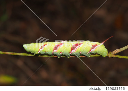 ウンモンスズメの幼虫 119883566