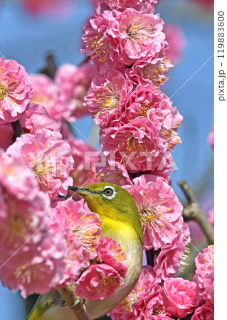 満開の紅梅にメジロ ( 春イメージ )( ほのぼのイメージ ) 満開の紅梅にメジロ ( 春イメージ )( ほのぼのイメージ ) 119883600