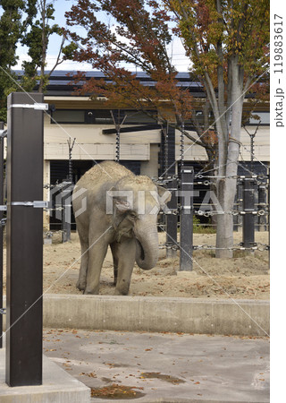 京都市動物園のアジアゾウ 119883617