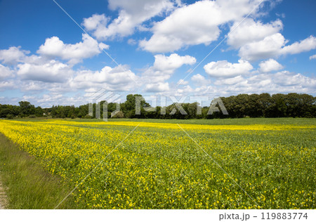 Rapeseed fields panorama. Blooming yellow canola flower meadows. 119883774