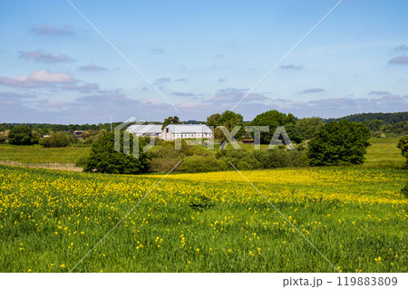 Rapeseed fields panorama. Blooming yellow canola flower meadows. Rapeseed fields panorama. Blooming yellow canola flower meadows. 119883809