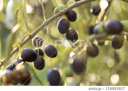 Olive tree with green ripe olives in an olive garden . Green olive tree lit by the rays of the sun 119883927
