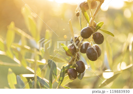Olive tree with green ripe olives in an olive garden . Green olive tree lit by the rays of the sun 119883930