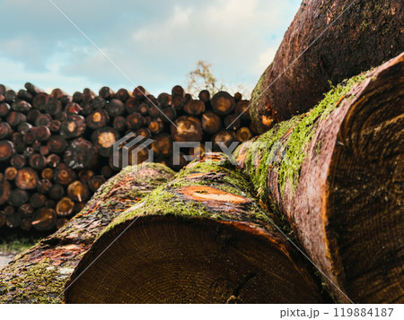 Details Of The Wooden Trunks 119884187