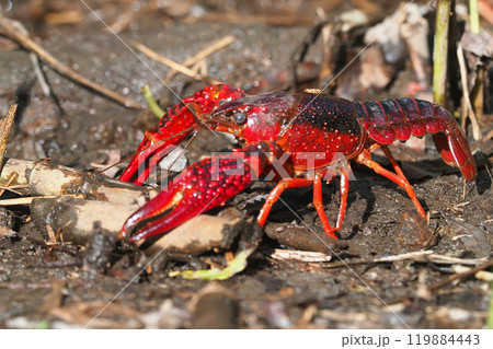 アメリカザリガニ アメリカザリガニ 119884443