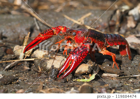 アメリカザリガニ 119884474