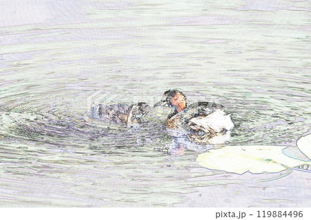 パステル調 ”カイツブリ親子 ”野鳥”” イラストイメージ パステル調 ”カイツブリ親子 ”野鳥”” イラストイメージ 119884496