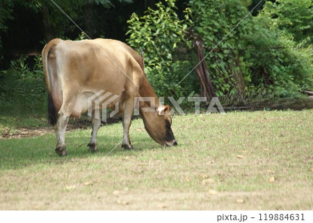 草を食べる牛　共進牧場　兵庫県小野市 119884631