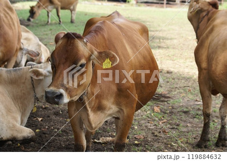 草を食べる牛　共進牧場兵庫県小野市 119884632
