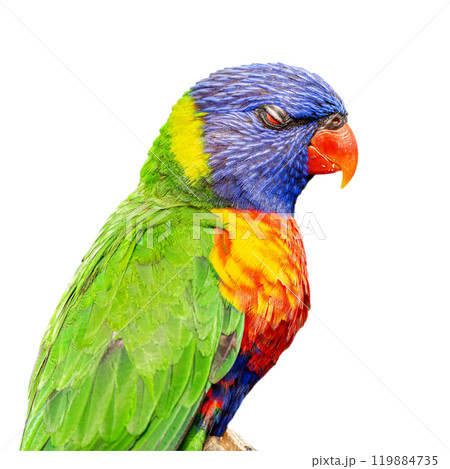 Rainbow Lorikeet Rainbow Lorikeet 119884735