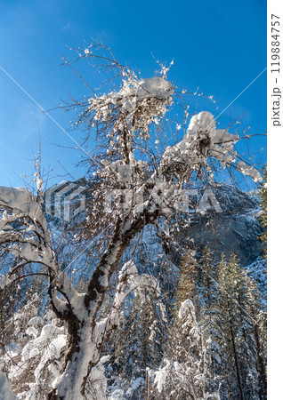 Snow-covered Trees in Yosemite Snow-covered Trees in Yosemite 119884757