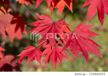 真っ赤な紅葉 119884935