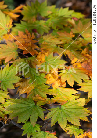 紅葉したカエデの葉 紅葉したカエデの葉 119884936