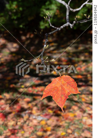 紅葉した葉 119884942
