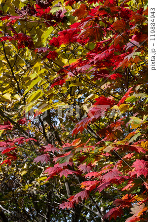 紅葉したモミジ 119884943