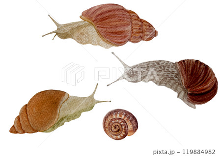 Snail watercolor illustration set isolated on white. Hand drawn high quality art with wild animal in simple flat style for stickers, cards, beauty products, cream packages, gardening designs Snail watercolor illustration set isolated on white. Hand drawn high quality art with wild animal in simple flat style for stickers, cards, beauty products, cream packages, gardening designs 119884982