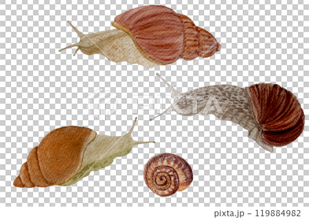Snail watercolor illustration set isolated on white. Hand drawn high quality art with wild animal in simple flat style for stickers, cards, beauty products, cream packages, gardening designs Snail watercolor illustration set isolated on white. Hand drawn high quality art with wild animal in simple flat style for stickers, cards, beauty products, cream packages, gardening designs 119884982