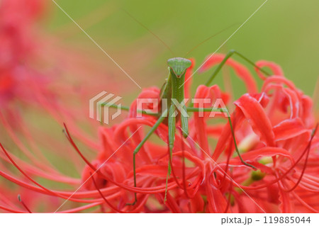 彼岸花の上に乗るチョウセンカマキリ 119885044