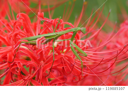 彼岸花の上に乗るチョウセンカマキリ 彼岸花の上に乗るチョウセンカマキリ 119885107