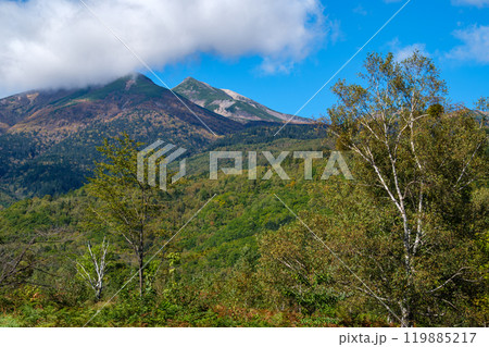 一ノ瀬園地の白樺 119885217