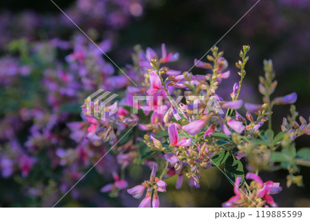 ハギの花 119885599