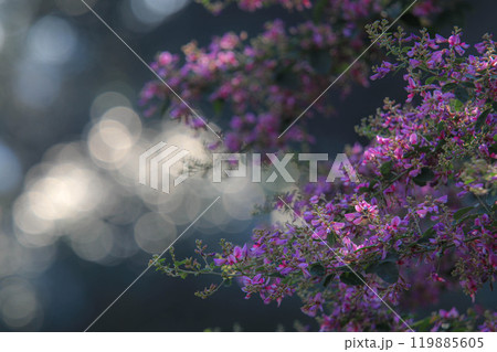 ハギの花 119885605